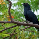 कोइलीको मिठो गीत