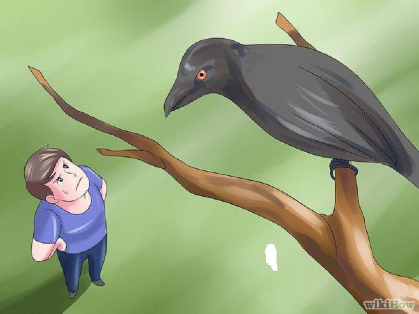 man and crow